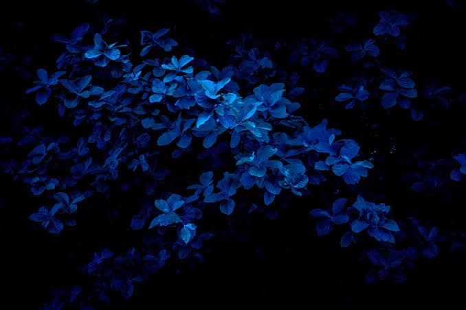 card-img